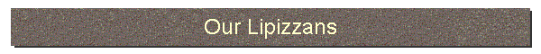 Our Lipizzans